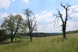Alte Bäume und abgestorbener Baum auf einer Magerwiese der Brachenleite bei Tauberbischofsheim unter blauem Himmel