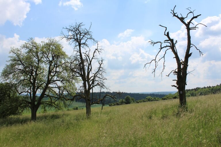 Alte Bäume und abgestorbener Baum auf einer Magerwiese der Brachenleite bei Tauberbischofsheim unter blauem Himmel