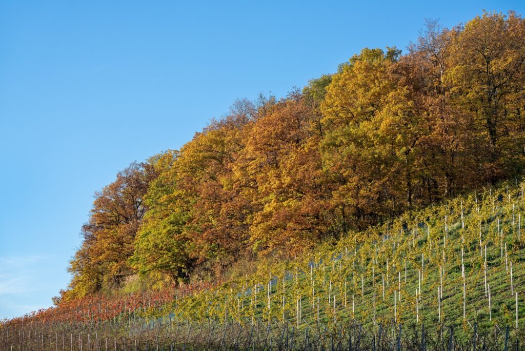 Herbstlich gefärbter Waldrand über einem Weinberg in den Heilbronner Bergen zwischen Staufenberg und Gaffenberg