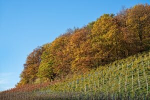 Herbstlich gefärbter Waldrand über einem Weinberg in den Heilbronner Bergen zwischen Staufenberg und Gaffenberg