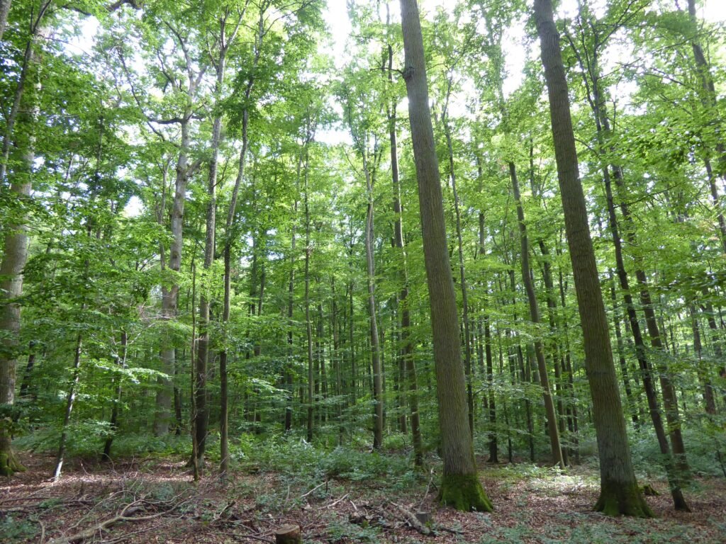 Heller Buchen-Laubwald mit hohen, schlanken Stämmen im Gramschatzer Wald im Sommer