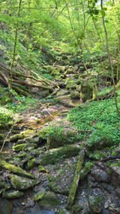 Bemooste Sandsteinstufen und Bachlauf in der Klingelsbach-Schlucht bei Triefenstein im Frühling