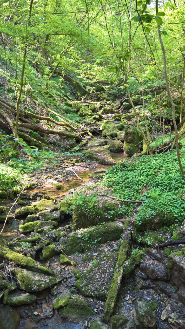 Bemooste Sandsteinstufen und Bachlauf in der Klingelsbach-Schlucht bei Triefenstein im Frühling