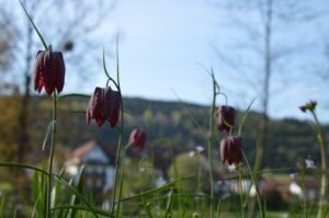 Blühende Schachblumen auf einer Wiese bei Rieneck im Sinngrund
