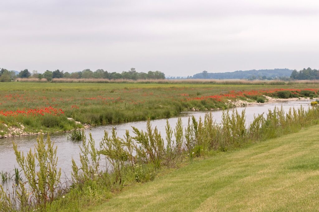 Renaturierte Wörnitz mit Uferpflanzen und blühender Wiese in Wassertrüdingen