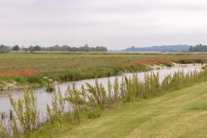Renaturierte Wörnitz mit Uferpflanzen und blühender Wiese in Wassertrüdingen