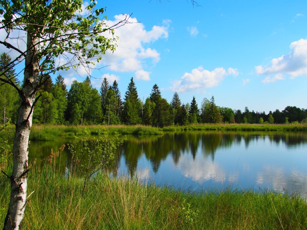 Birke am Ufer des Riedsees im Wurzacher Ried mit Spiegelung von Wald und Wolken