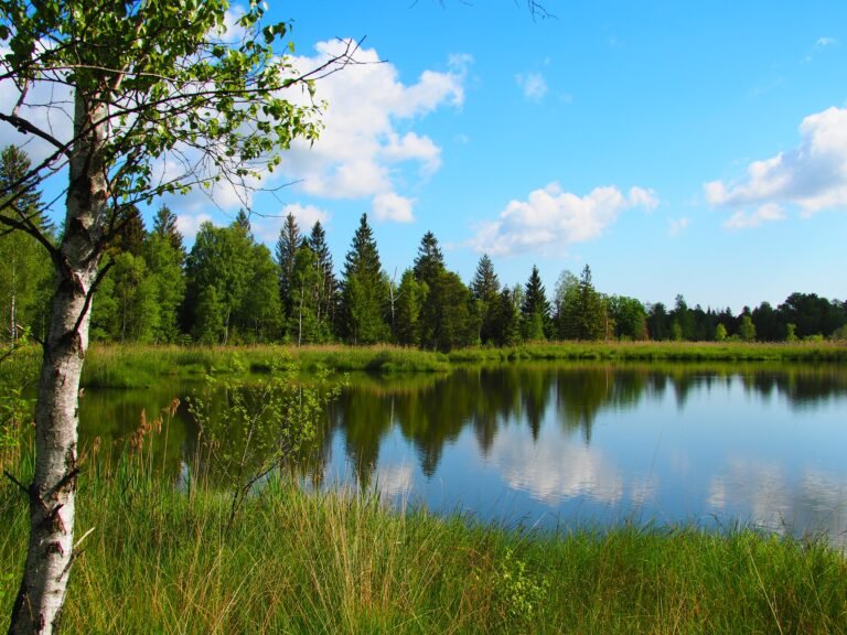 Birke am Ufer des Riedsees im Wurzacher Ried mit Spiegelung von Wald und Wolken